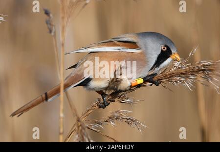 Schöner Morgen beim Fotografieren meiner Lieblingsvögel auf meinem lokalen RSPB Stockfoto