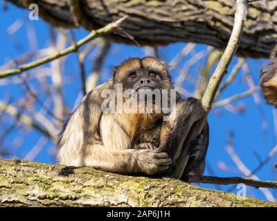 Schwarzer brüllaffe Alouatta caraya auch als schwarz-gold Brüllaffen Captive Portrait weiblichen bekannt Stockfoto