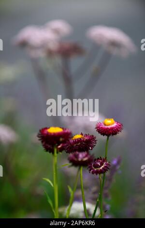 Xerochrysum bracteatum Dragon Fire, Bracteantha bracteata, Helichrysum bracteatum Dragon Fire, Strohblumen, die ewige Blüte, Papier Daisy, Blumen, Blume Stockfoto