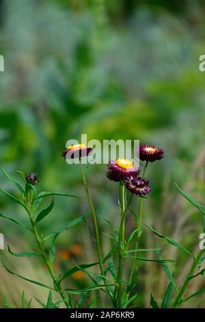 Xerochrysum bracteatum Dragon Fire, Bracteantha bracteata, Helichrysum bracteatum Dragon Fire, Strohblumen, die ewige Blüte, Papier Daisy, Blumen, Blume Stockfoto