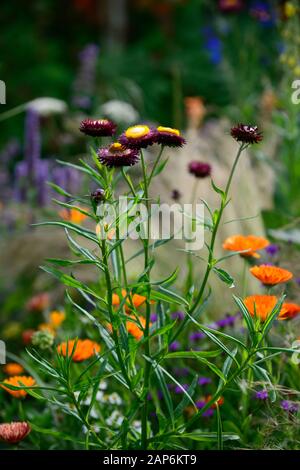 Xerochrysum bracteatum Dragon Fire, Bracteantha bracteata, Helichrysum bracteatum Dragon Fire, Strohblumen, die ewige Blüte, Papier Daisy, Blumen, Blume Stockfoto