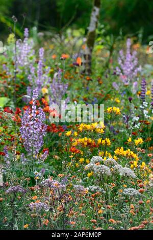 Salvia sclarea,Tagetes cinnabar,alstroemeria,Calendula Zolights,Blumen,blühend,gemischter Rand,RM Floral Stockfoto