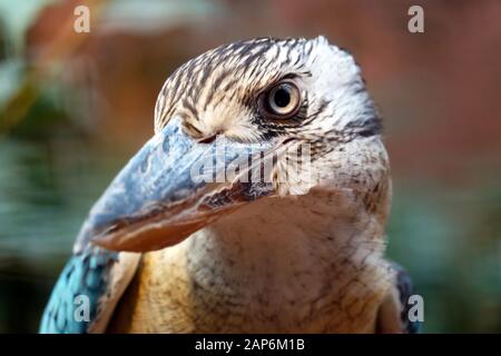 Kopf eines neugierig aussehenden blaugeflügelten Kookaburra dacelo leachii Stockfoto