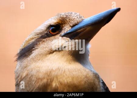 Kopf eines lachenden Kookaburra dacelo novaeguineae, der nach oben blickt, in Seitenansicht Stockfoto