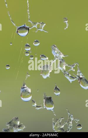 Gefrorene Wassertropfen in einem Spinnennetz am Ufer des Flusses Dorset Stour, die nach einer erfrierenden Nacht in J in der Morgensonne zu tauen beginnen Stockfoto