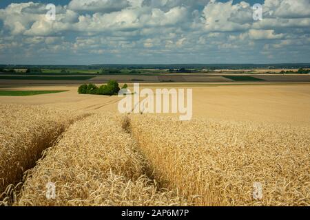 Spuren von Rädern im Weizenfeld, am Horizont und in Wolken am Himmel Stockfoto