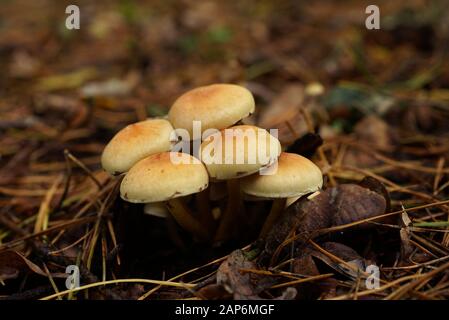 Schwefel Büschel in einem natürlichen Wald wächst. Polen, Europa Stockfoto