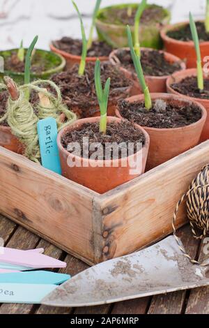 Allium sativum "Lautrec Wight" Knoblauch. Der junge Herbst sägt Knoblauchpflanzen in Töpfen. GROSSBRITANNIEN Stockfoto