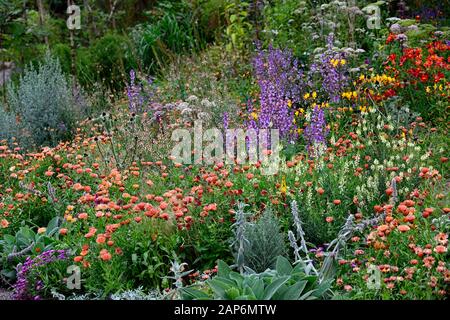 Linaria purpurea pochiertes Ei, stachys byzantina, Salvia sclarea, eryngium guatemalense, sammetblume Zinnober, inkalilie, Calendula Zeolights, Blumen, flowerin Stockfoto