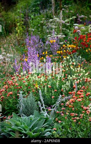 Linaria purpurea pochiertes Ei, stachys byzantina, Salvia sclarea, eryngium guatemalense, sammetblume Zinnober, inkalilie, Calendula Zeolights, Blumen, flowerin Stockfoto