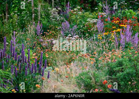 Agastache rugosa Süßholz blau, stipa tenuissima, Salvia sclarea, eryngium guatemalense, sammetblume Zinnober, inkalilie, Calendula Zeolights, Blumen, Blume Stockfoto