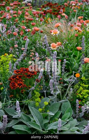 Rudbeckia hirta Sahara, Linaria purpurea pochiertes Ei, stachys byzantina, Salvia sclarea, eryngium guatemalense, sammetblume Zinnober, inkalilie, Calendula Zeo Stockfoto