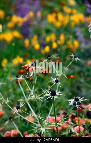 eryngium guatemalense, Blumen, blühend, gemischte Grenze, H, RM Floral Stockfoto