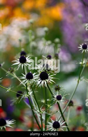 eryngium guatemalense, Blumen, blühend, gemischte Grenze, H, RM Floral Stockfoto