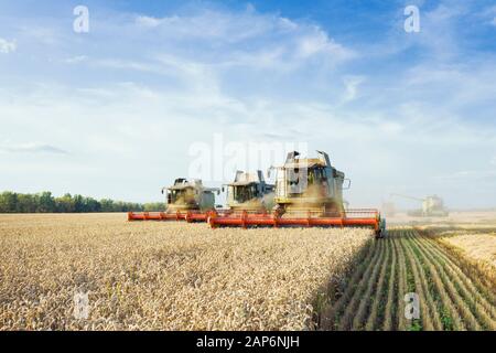Mähdrescher ernten Reif goldene Weizen auf dem Feld. Das Bild des landwirtschaftlichen Wirtschaftsbereichs Stockfoto