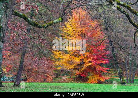 Ungleichmäßiger Doppelfarbbaum im Herbstpark in Slowenien Stockfoto