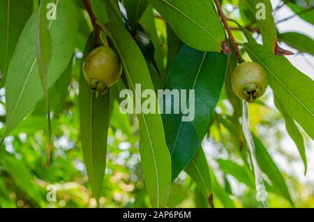 Syzgium Jambos Früchte Auf Baum Stockfoto