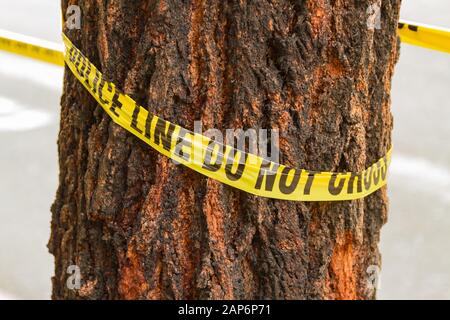 Polizeilinie Nicht auf Baum kreuzen Stockfoto