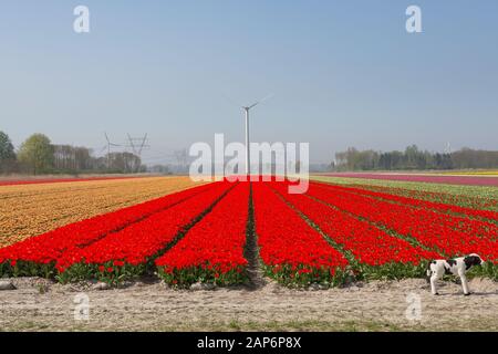 Tulpenfeld mit roten Tulpen und Windmühle im Hintergrund Stockfoto