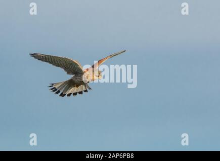 Männer kestrel schwänzend während der Jagd. Stockfoto