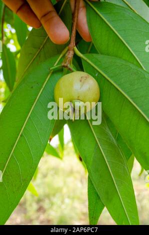 Unreife Rosapfelfrucht Auf Baum Stockfoto