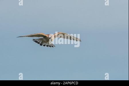 Männer kestrel schwänzend während der Jagd. Stockfoto