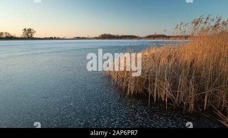 Schilf am gefrorenen See, am Horizont und am blauen Himmel Stockfoto