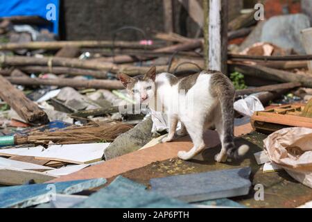 Hungrige Katze auf Müllhalde in Indien Slum Stockfoto