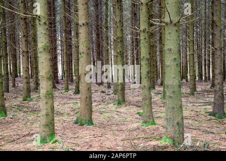 Tannen im Wald in den Ardennen in Belgien Stockfoto