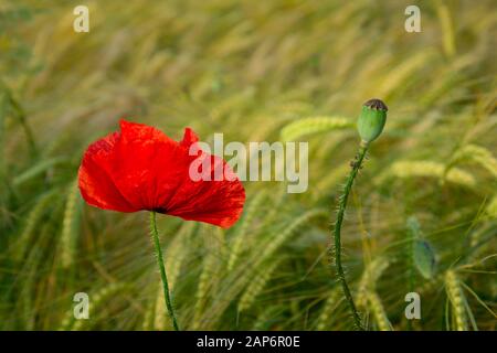 Roter Mohn, der in grünem Müsli wächst Stockfoto