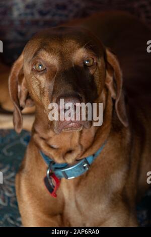 Ein ungarischer Vizsla interagiert mit seinem Besitzer Stockfoto