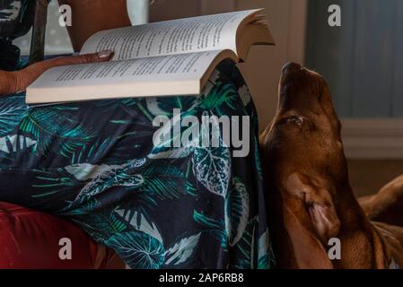 Ein ungarischer Vizsla interagiert mit seinem Besitzer Stockfoto