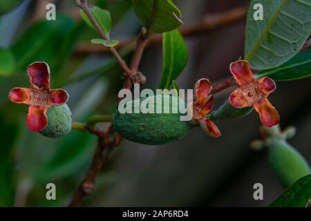 Eine Nahaufnahme der Feijoa-Pflanze, einer neuseeländischen tropischen Frucht, mit Blättern und aufkommenden Früchten. Acca Fellowyana. Stockfoto
