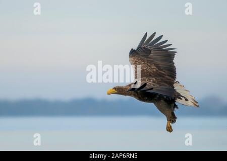 Wunderschöner Weißer Verhüllter Adler (Haliaetus albicilla) im Flug. Auch bekannt als ern, erne, Grauadler, Eurasischer Seeadler und Weißwedelseeadler. Stockfoto
