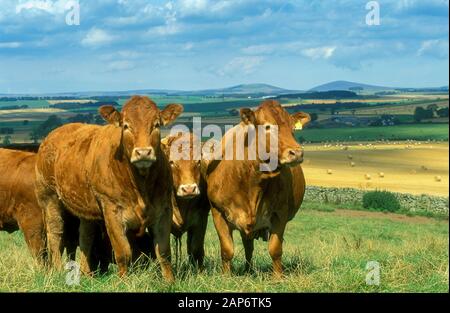 Herde von Limousin Rinder in Weiden, Scottish Borders, Großbritannien. Stockfoto