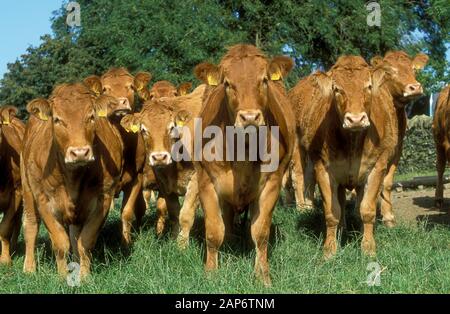 Herde von Limousin Rinder in Weiden, Scottish Borders, Großbritannien. Stockfoto