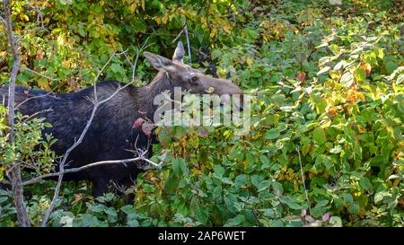Weibliche Elch Kuh (Alces alces) durch den Herbst Laub Vegetation der Gaspésie National Park, Kanada schleichen. Stockfoto