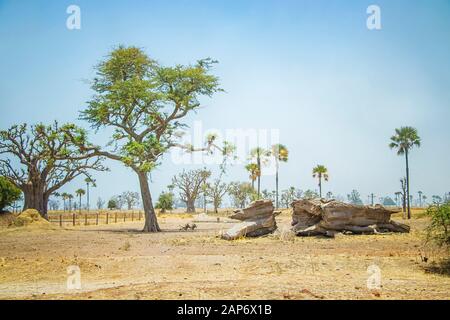 Afrikanische Savanne mit typischen Bäumen und Baobabs im Senegal, Afrika. Auf dem Boden liegt ein umgestürzter Riesenbaum. Stockfoto
