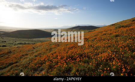 Breites Feld des leuchtend orangefarbenen kalifornischen Pobby (Escholzia) im Antelope Valley, Kalifornien, USA Stockfoto