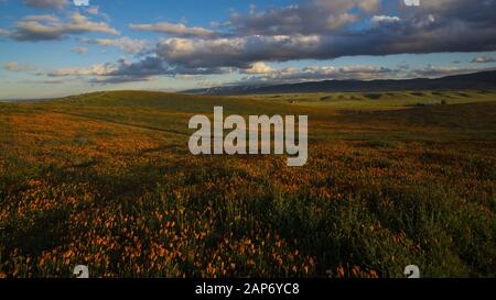 Breites Feld des leuchtend orangefarbenen kalifornischen Pobby (Escholzia) im Antelope Valley, Kalifornien, USA Stockfoto