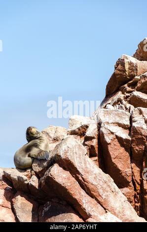 Seelöwe klettert im Paracas-Nationalpark auf einen Felsen Stockfoto