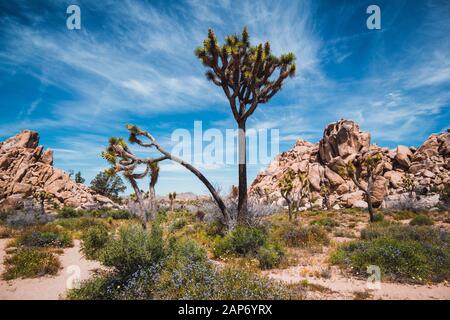 Joshua Bäume in den Joshua Tree National Park, Kalifornien, USA Stockfoto