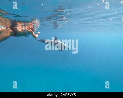 Eine Person, die sich einem Spinner Delphin (Stenella longirostris) in der Brayka Bay, im Roten Meer, Ägypten nähert Stockfoto