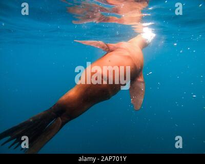 In der Nähe von Sea Lion auf den Kanalinseln, Kalifornien, USA Stockfoto