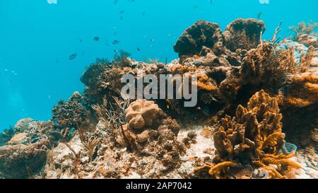 Buntes Riff mit Fisch auf der Insel Cozumel in Quintana Roo, Mexiko Stockfoto