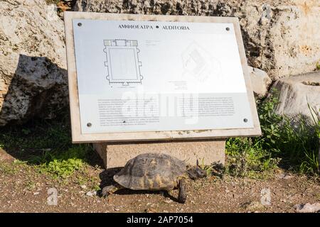 Griechenland, ATHEN - 30. NOVEMBER 2019: Schildkröte in Hadrians Bibliothek. Übersetzung: Hadrians Bibliothek und historische Notiz Stockfoto