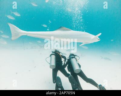 Gemeinsame Remora remora vor zwei Tauchern in Playa del Carmen, Mexiko Stockfoto