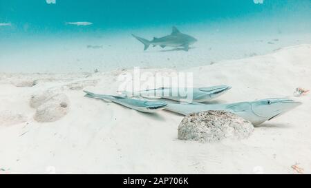 Drei 3 gemeine Remora remora vor Hai in Playa del Carmen, Quintana Roo, Mexiko Stockfoto