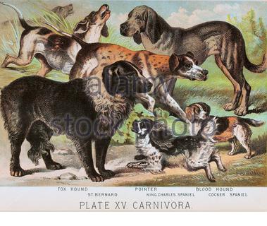 Hunderassen - Foxhound, St. Bernard, Pointer, King Charles Spaniel, Bloodhound, Cocker Spaniel, klassische Farblithographen-Illustration aus dem Jahr 1880 Stockfoto