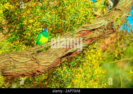 One Twenty-eight Papagei, Barnardius zonarius semitorquatus, stehend auf einem Baumstamm. Desert Park in Alice Springs im Northern Territory, Zentrale Stockfoto